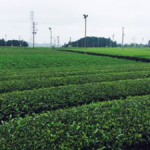 静岡のお茶農家の見学に行ってきた